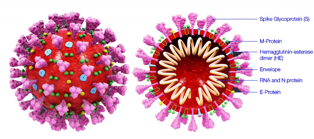 Rendering of Coronavirus virion
